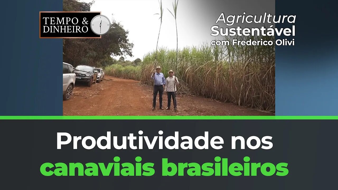 Produtividade nos canaviais brasileiros com a Lottus BioSoluções