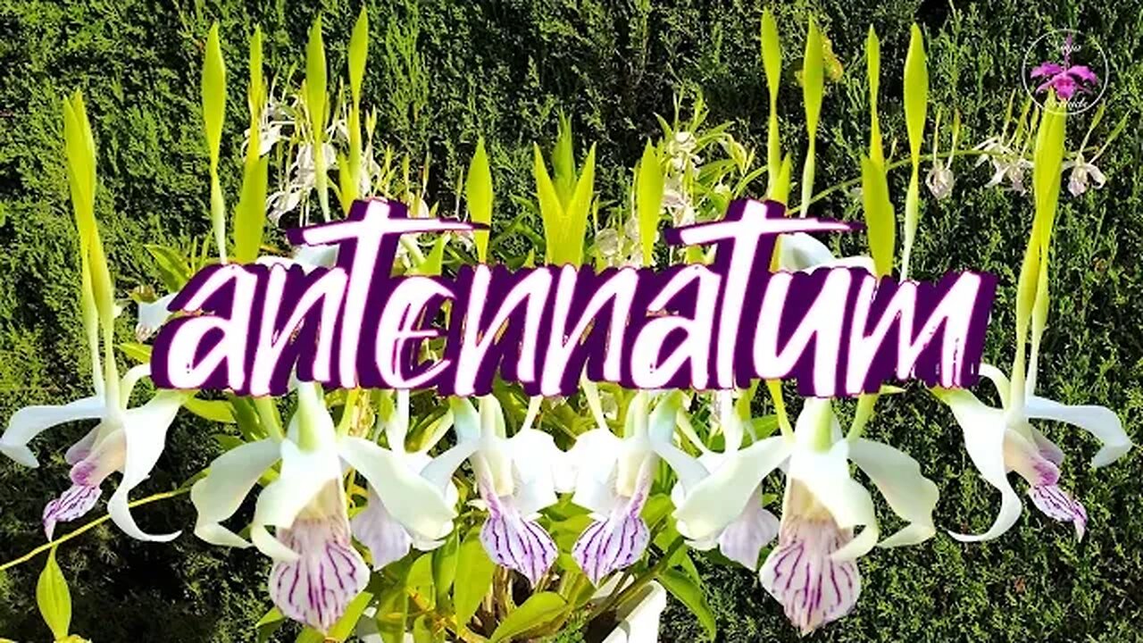 Dendrobium antennatum CARE Organic / Inorganic Media Set Ups | Correcting False Info #ninjaorchids