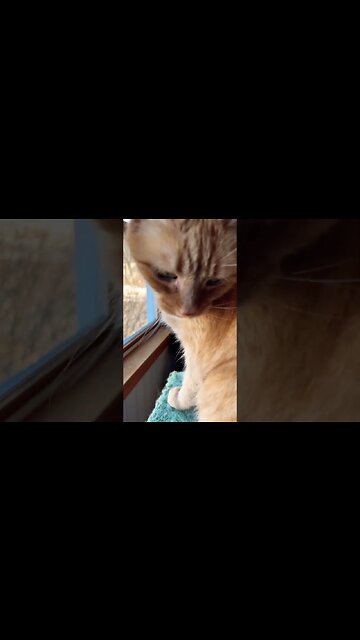 Big Meow from a Big Cat 🐈 #catvideos