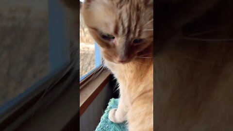 Big Meow from a Big Cat 🐈 #catvideos