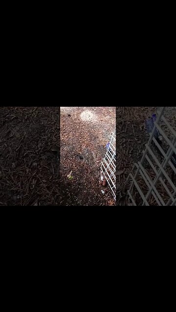 Vibing with the rain.