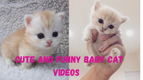 Baby Cats - Cute and Funny Baby Videos Compilation