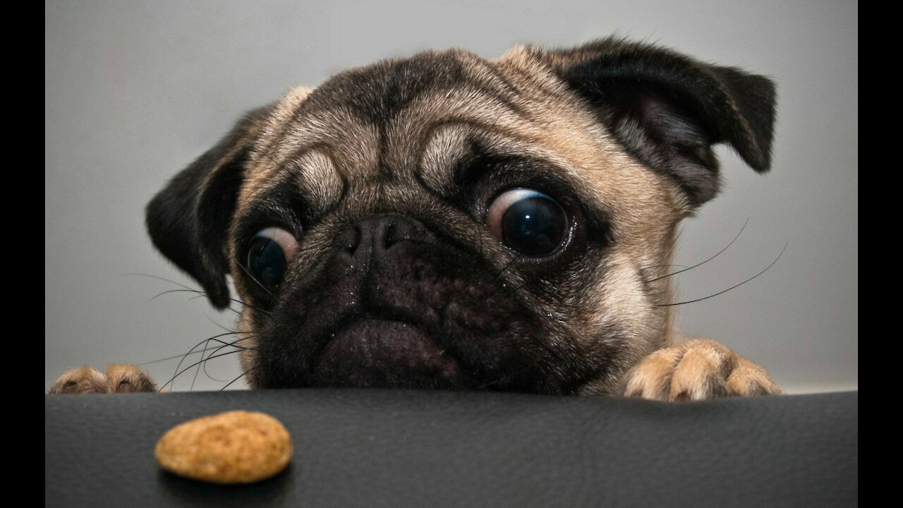 Funny And Cute Part-2