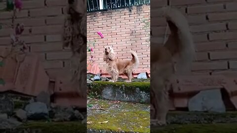 dog , shorts