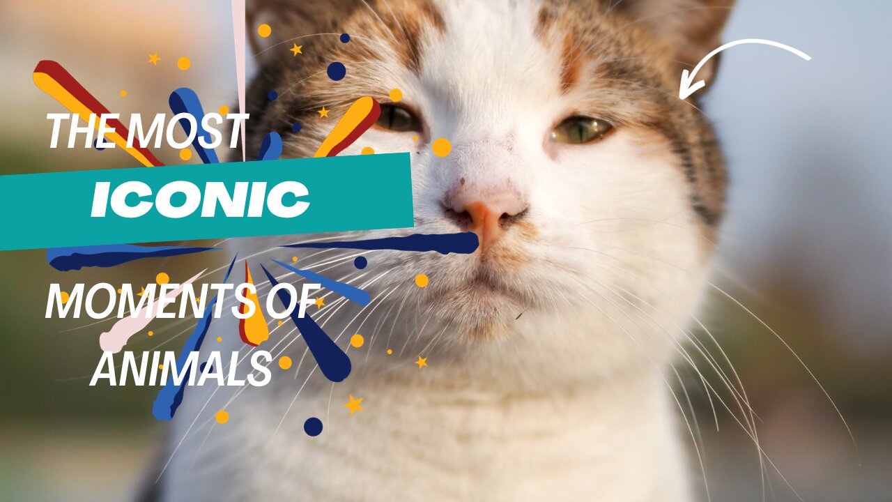 Cute Funny Animals Video | Animals Compilation | Cats And Dogs