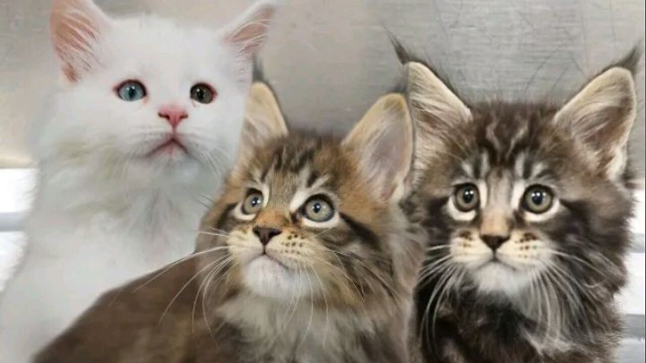 Adorable maine coon kittens