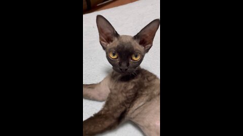 Devonrex TETO