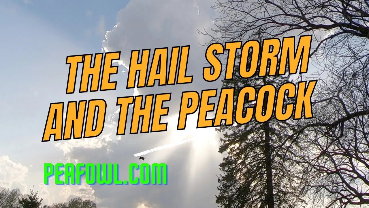 Hail Storm And The Peacock, Peacock Minute, peafowl.com