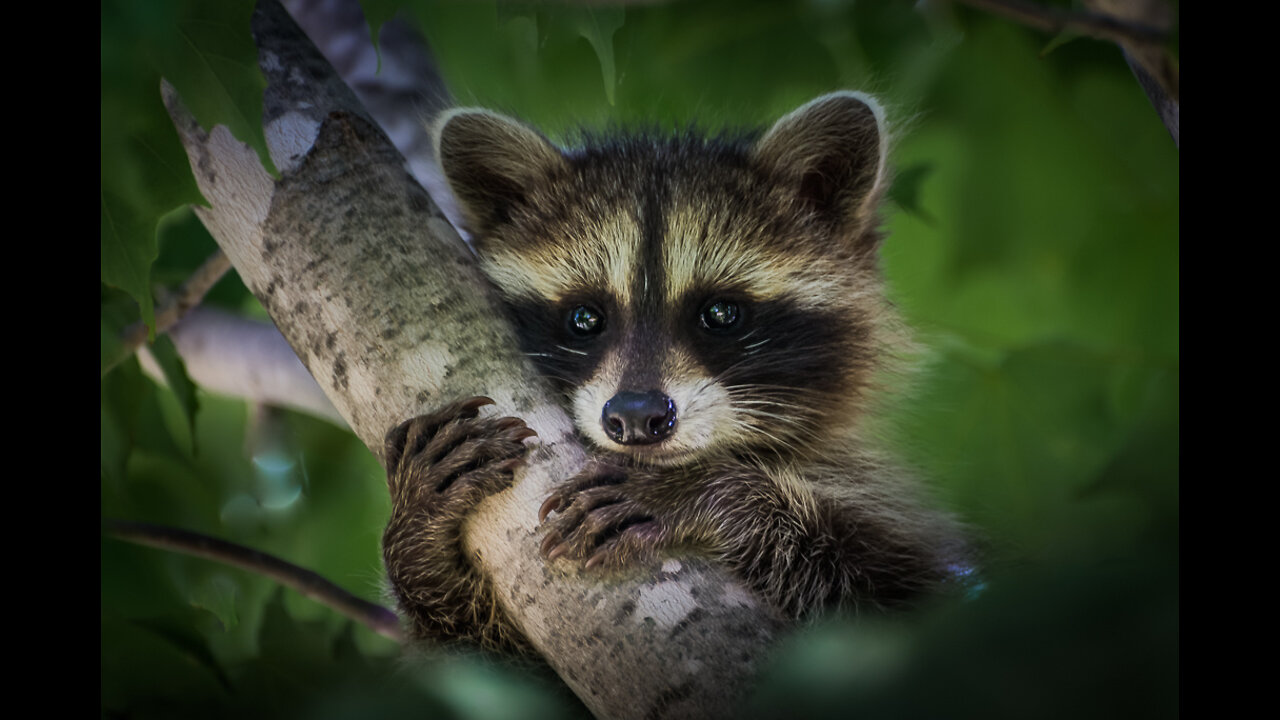 Baby Raccoons Are Cheeky