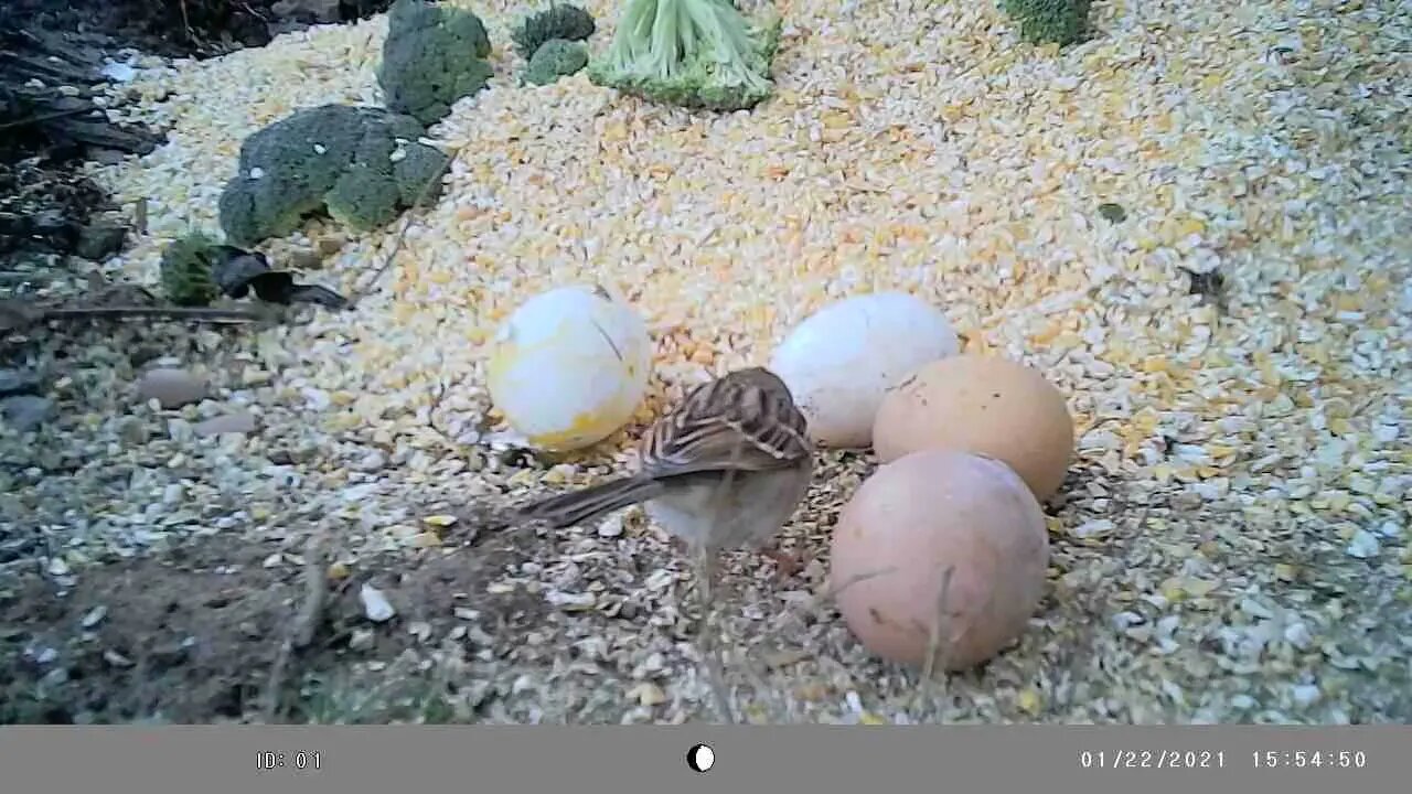 Finch🐦 with chicken 🥚 egg size comparison #cute #funny #animal #nature #wildlife #trailcam #farm