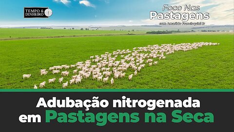 Adubação nitrogenada em Pastagens na Seca