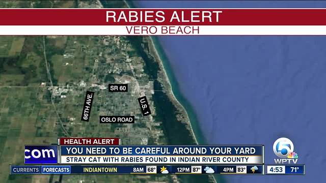 Stray cat with rabies attacks person in Indian River County