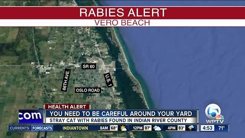 Stray cat with rabies attacks person in Indian River County