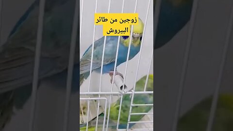 زوجين من طائر البيروش