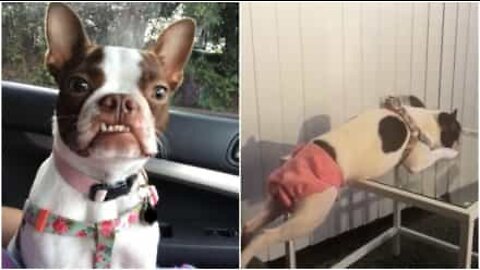 Cagnolina si rilassa in un modo assurdo!