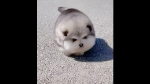 Small dogs walking