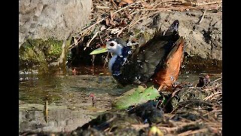 White-breasted waterhen washing and running away