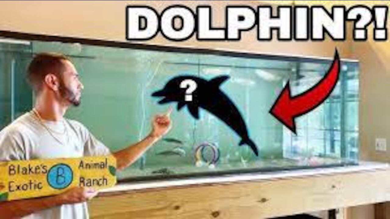 PET BABY DOLPHINS IN HOME AQUARIUM!!