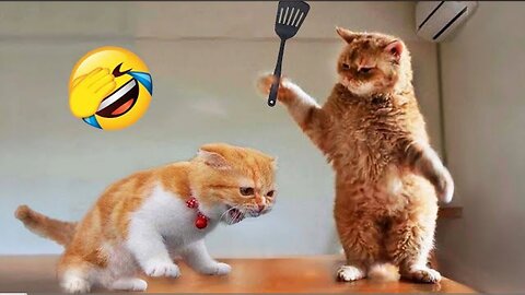 Funniest Animals 2023 -- New Funny Cats and Dogs Videos