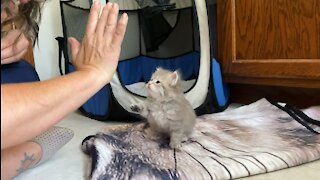 Kitten high fives for the first time!