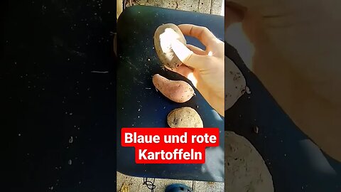 Rote und Blaue Kartoffeln #shorts