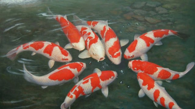 Koi fish at Royal City, Hanoi, Vietnam