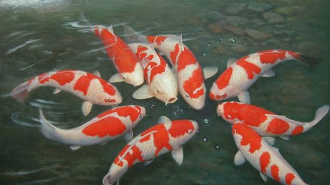 Koi fish at Royal City, Hanoi, Vietnam