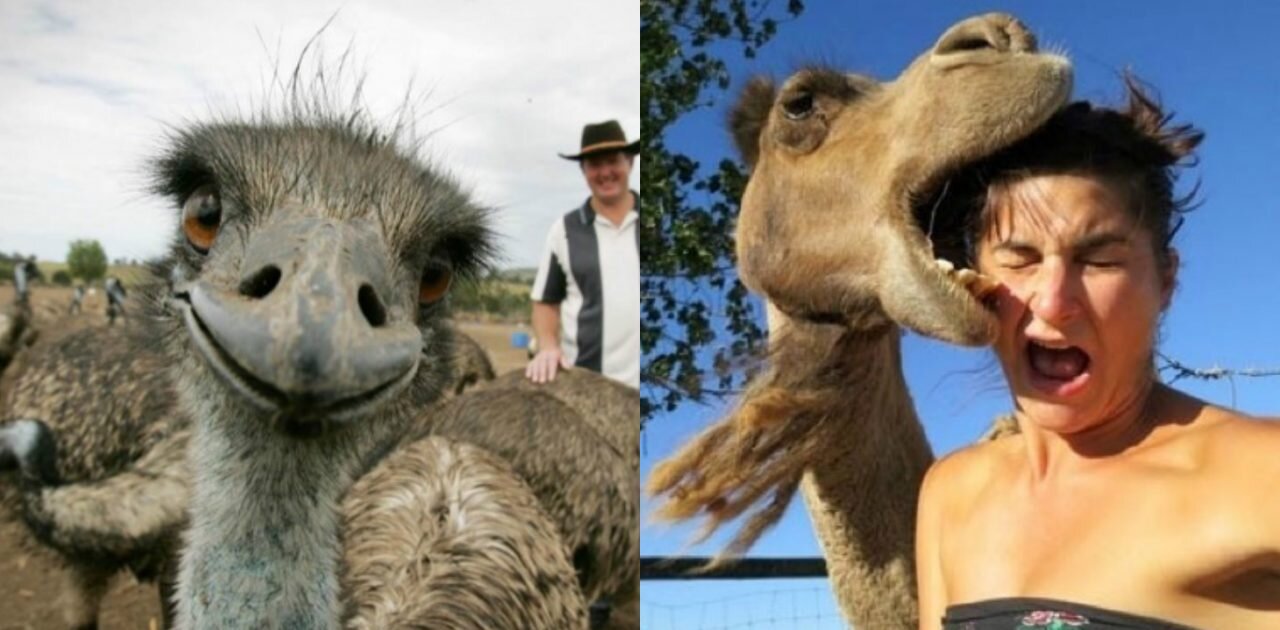 funny and crazy animals