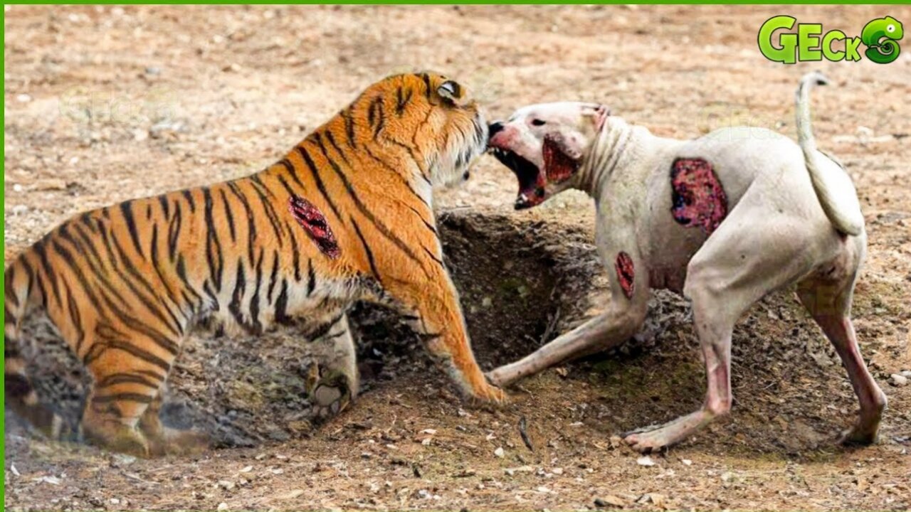 35 Ruthless When Dogs Are Attacked By Tigers, Leopards, Lions... | Animal Fight