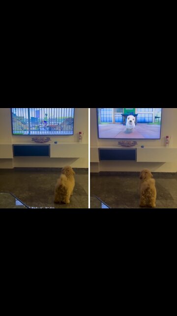 Puppy Adorably Watches Doggy On Tv