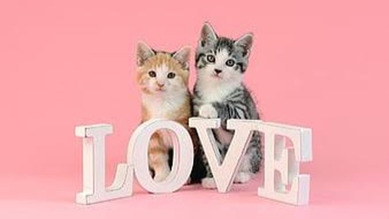 How two lovely cat are doi g romance 🥰😍