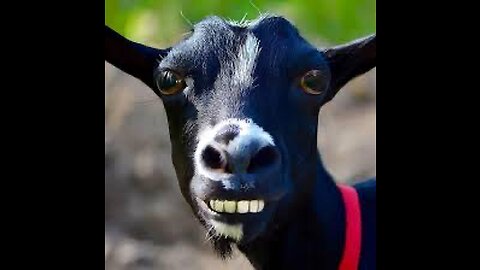 Funny Goat 🐐