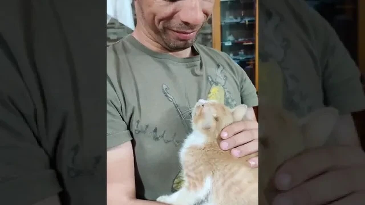 Foi em 2021 que este Kiko veio fazer parte da família... #cat #cats #catshorts