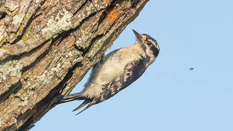 Industrious Weedpecker, Sony A1/Sony Alpha1, 4k