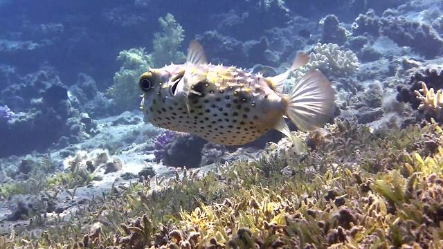 Scuba divers capture breathtaking footage in Dahab, Egypt