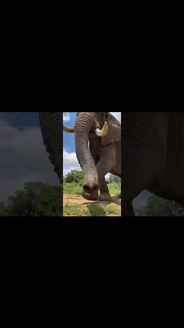 🐘hathi raja | hathi raja kahan chale🐘#trending #viral #viralsorts #shortfeed #tiktok #sorts #money