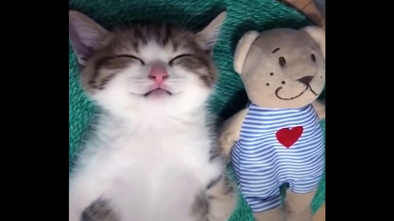 Collection of cute and funny pets