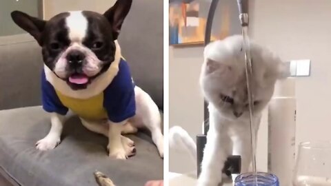 best moments of funny cats
