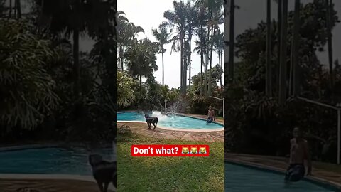 Don’t Run kee??? 😹😹😹 #shorts #viral #youtubeshorts #foryou #dog #subscribe