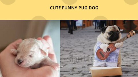 Cute funny pug dog earning with playing