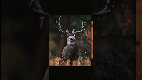 Hunter expectation of trial cameras