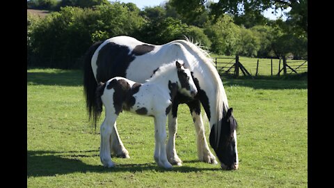 Amazing Mountain Horses Eating Grass Videos