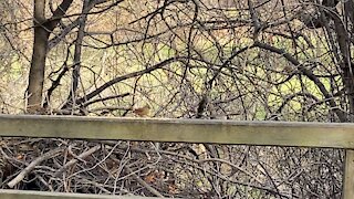 Red-Tailed squirrel and Cardinals