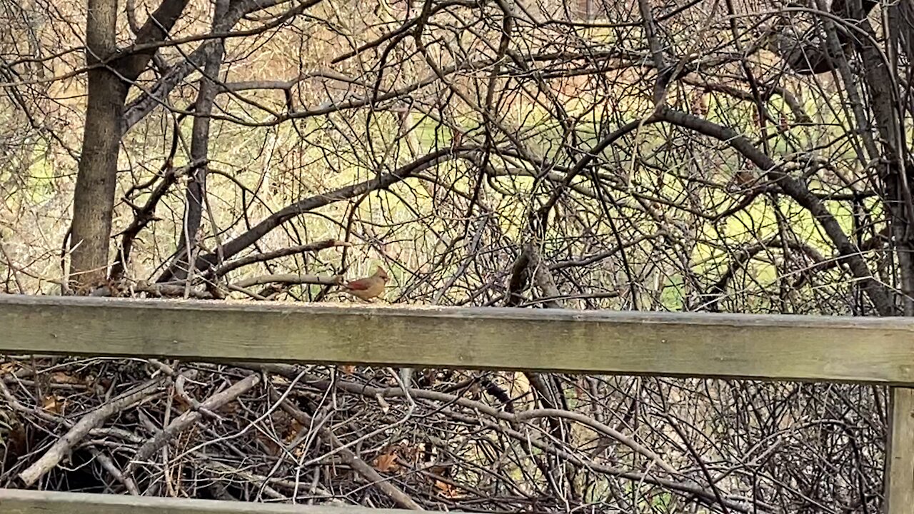 Red-Tailed squirrel and Cardinals