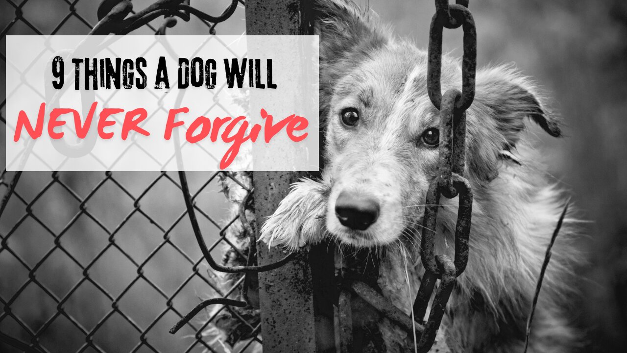 9 Things a Dog Will NEVER Forgive