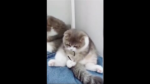 Funny Cat Putting on Its Glasses #shorts