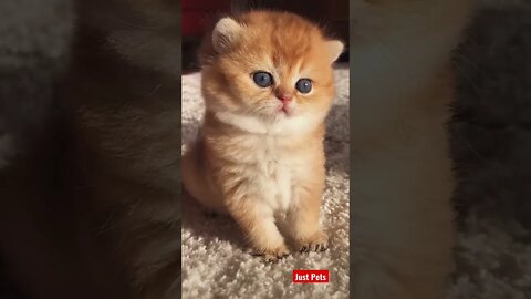 Cuest Cat ever #cute #tiktok #funnyanimals #cat