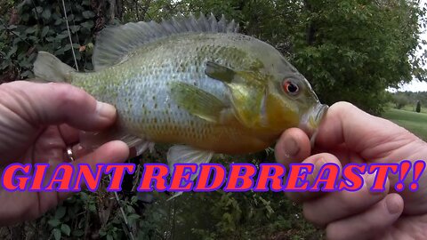 PB Redbrest Sunfish- Another Multi-species Day!