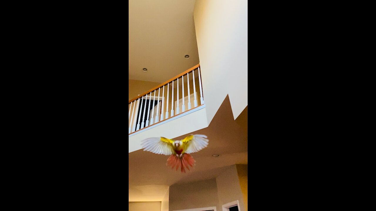 flying parrot