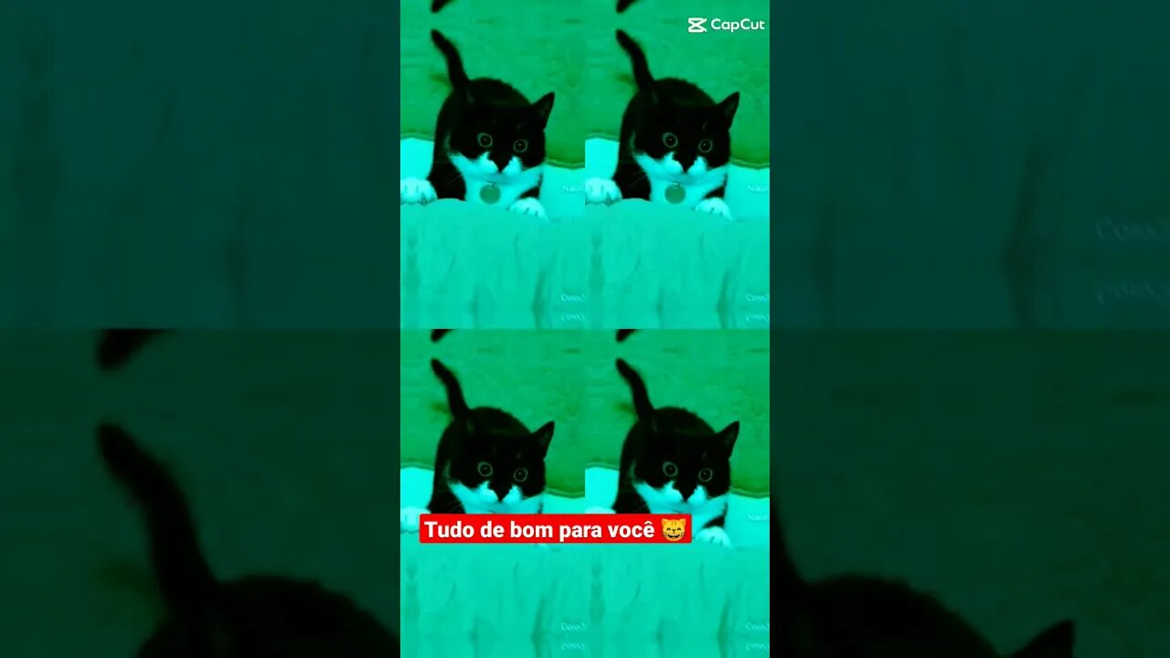 Gato Bartolomeu Tunico 😸